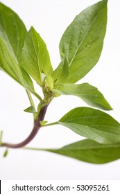 close up shot of Thai basil leaf