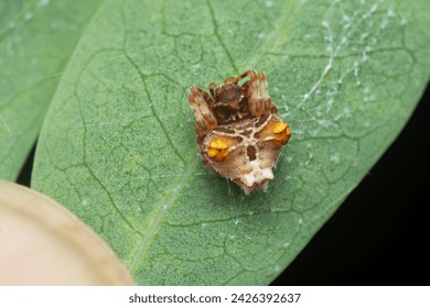 close shot of tiny orange-colored bird dung spider.
