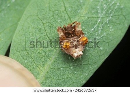 close shot of tiny orange-colored bird dung spider.
