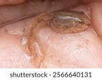 close up shot of tiny tadpole in the palm of the hand. 