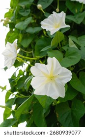 Close shot of the Tiny white ipomoea alba flower.