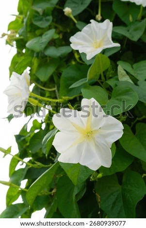 Close shot of the Tiny white ipomoea alba flower.