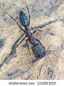 Close Up Shot Of A Trap Jaw Ant