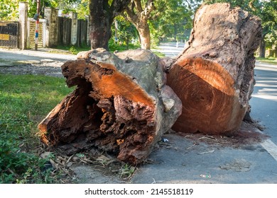 A Close Up Shot Of Tree Logs Cut Down On A Road Side In India. Trees Cut For Highway Construction.