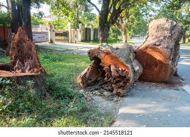 A Close Up Shot Of Tree Logs Cut Down On A Road Side In India. Trees Cut For Highway Construction.