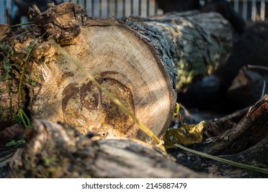 A Close Up Shot Of Tree Logs Cut Down On A Road Side In India. Trees Cut For Highway Construction.