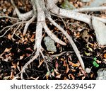 Close up shot of tree root and dry leaves