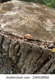Close up shot or tree stump.
