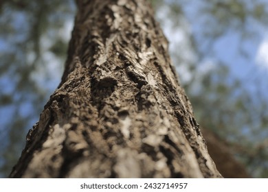 Close shot for tree trunk 