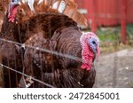 Close up shot of turkey in pen at farm. Detailed facial features in deep focus with beautiful coat of feathers. Dirt on ground and thin fence.