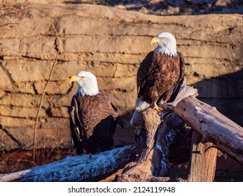 Close up shot of two Bald eagle at Oklahoma