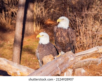 Close up shot of two Bald eagle at Oklahoma