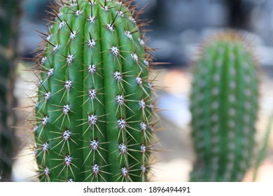 Close Up Shot Of Two Cacti