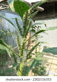 Close up shot of a vegetable.
