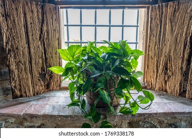 A Close Up Shot Of Vibrant Green Devil's Ivy Plant Decorating The Window