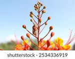 Close up shot of wasp pollinating a Red Bird of Paradise, with Canon 80D 50mm