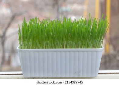 Close Up Shot Of Wheat Grass Grown In Container. Benefits Of What Grass Juice Concept