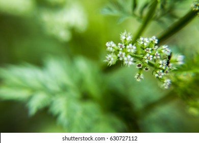 Close up shot of a white flowers on green leaves background. - Shutterstock ID 630727112