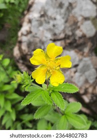 A close up shot of yellow flower of Potentilla indica plant in Manali, Himachal Pradesh. Other names of this plant are Indian Strawberry, Mock strawberry and false strawberry. - Shutterstock ID 2364802783