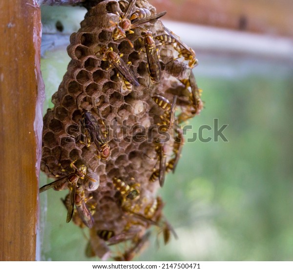 A close up shot of yellow paper wasp nest on a\
window pan. Paper wasps are vespid wasps that gather fibers from\
dead wood and plant stems,mix with saliva, construct gray or brown\
papery material.