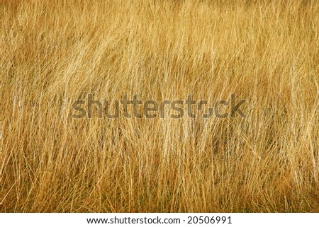 Similar – Beach grass at the Baltic Sea beach