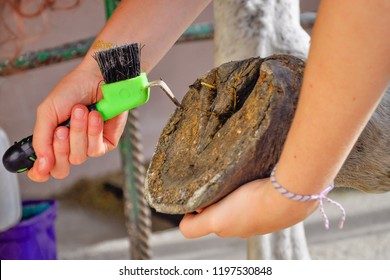 Close up shot of young horsewoman hand holding hoof pick as she cleans out the hoof of her horse ready to ride. Rural farm animals concept. Czech Warmblood/Arab.
 - Powered by Shutterstock