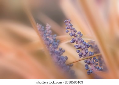 Close Up Shot Of Yuca Plant Flowers 