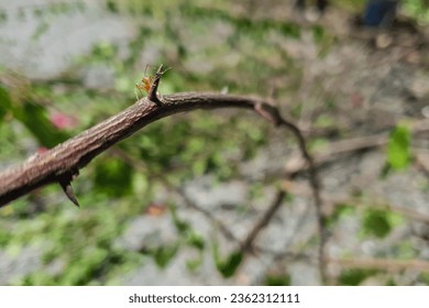 Close up shots of red ants walking through thorny branches with blurred background on a sunny day - Powered by Shutterstock