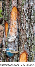 close up shots of tapping pine tree sap, harvesting resin and turpentine, injured tree bark