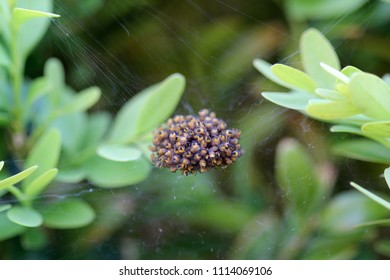 A Close Up Showing In Detail A Mass Of Tiny Cross Orbweaver Spiderlings As They Cling Together For Safety After Hatching, Suspended In Web Silk Spun Across A Box Plant Against A Soft Focus Background.