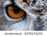 A close up showing the intense stare of an Eurasian Eagle Owl.