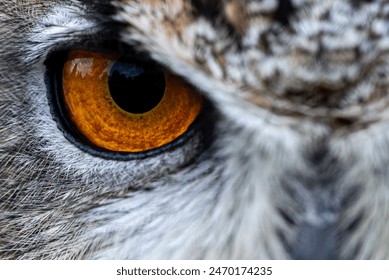 A close up showing the intense stare of an Eurasian Eagle Owl.