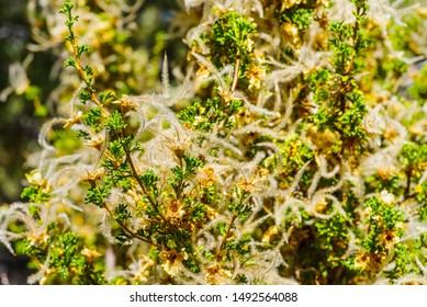close up shrub in sunlight