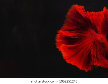 Close Up Siam Beta Fish Over Dark Background.