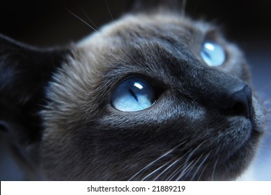 Close up to Siamese cat with blue eyes - Powered by Shutterstock