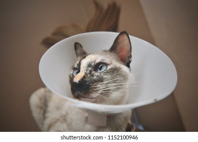 Close Up Of Siamese Cat With Collar For Protect  