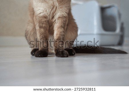 Close up of siamese cat paws on light floor highlighting soft fur texture domestic pet details and minimal home interior animal concept.