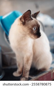 A close up of a Siamese cat staring at the camera (Felis catus)