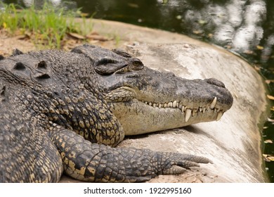 Close up of Siamese Crocodile relax beside a pond and eye open