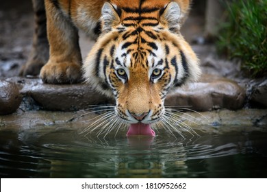 Close up Siberian or Amur tiger drinking water from lake. Wildlife scene with danger animal - Powered by Shutterstock