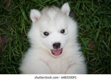 Close up of siberian husky puppy