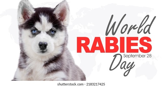 Close up of Siberian husky puppy standing with world rabies day text in the studio. Isolated on white background - Powered by Shutterstock