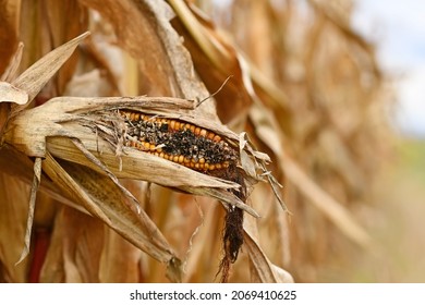 Close up of sick rotten corncob with black maize kernel in agricultural field