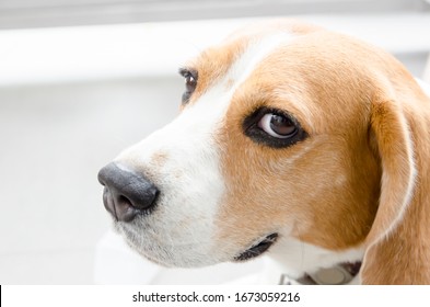 Close Up Side Beagle Dog Face