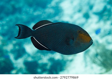 Close up of side of Black triggerfish, black durgon,  Melichthys niger