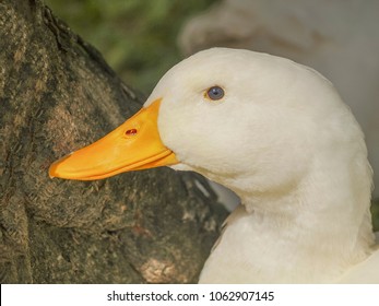 Close up side face a lovely cute white duck with nature background