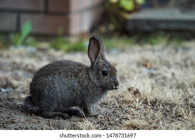 Close Up Side Portrait Of A Cute Grey Rabbit Sitting On Dirt Ground Covered With Thin Layer Of Brown Grasses In Front Of Red Brick Wall