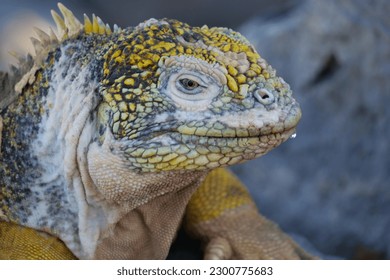 Close up and side profile of an adult yellow land iguana, iguana terrestre on a rock at South Plaza Island, Galapagos, Ecuador. Background blurred or out of focus - Powered by Shutterstock