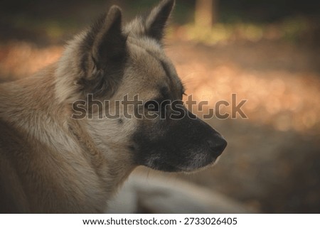 Close up side profile of a brown mixed breed dog outdoors in autumn, calm and thoughtful, with soft sunlight and blurred natural background.