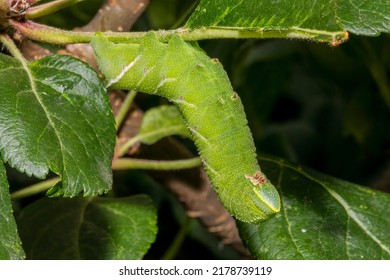 A Close Up Side Profile Of A Five Spotted Hawk Moth Catapillar